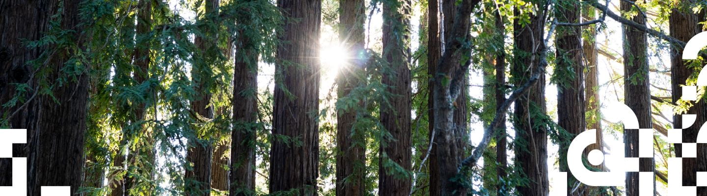 Redwood trees with  sunlight peeking through