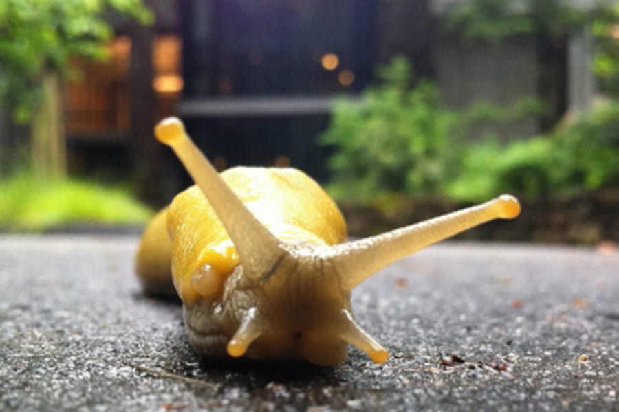 Closeup of banana slug